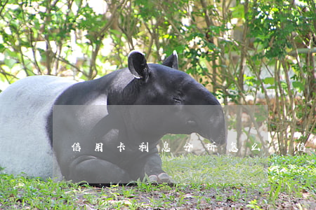 信用卡利息分析怎么寫（信用卡利息分析）