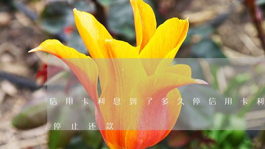 信用卡利息到了多久停 信用卡利息到了多久停止还款