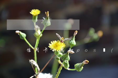 信用卡利息和pos機(jī)