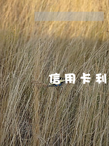 信用卡利息和年息多少(信用卡 賬單 利息)