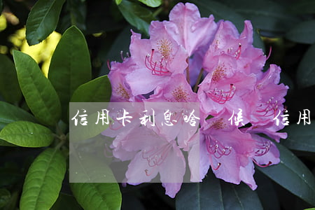 信用卡利息啥時候還(信用卡 本期利息)