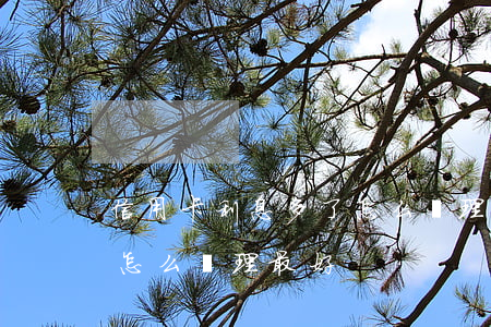 信用卡利息多了怎么處理-信用卡利息多了怎么處理最好