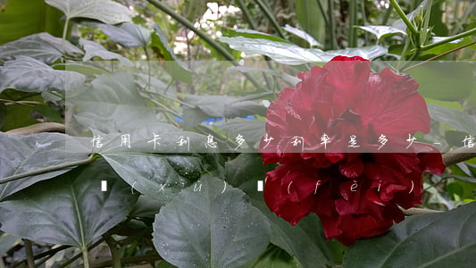 信用卡利息多少利率是多少-信用卡 利息 手續(xù)費(fèi)