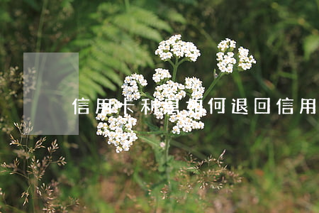信用卡利息如何退回(信用卡利息如何退回來)