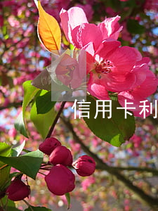 信用卡利息建设银行