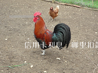 信用卡利息從哪里扣款（信用卡利息從哪里扣）