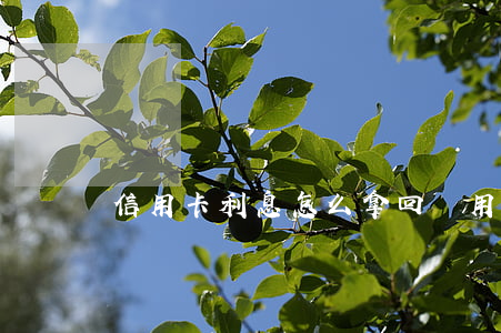 信用卡利息怎么拿回來(用信用卡怎么算利息)