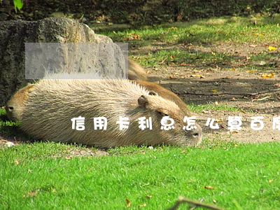 信用卡利息怎么算百度(信用卡 賬單 利息)