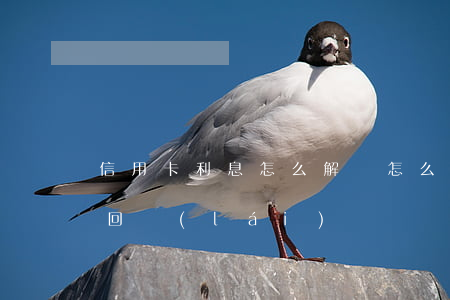 信用卡利息怎么解決(怎么把信用卡的利息要回來(lái)?)