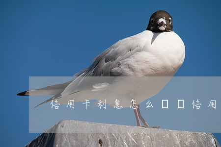 信用卡利息怎么計費(信用卡,利息)