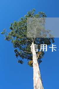 信用卡利息扣款(信用卡利息扣款截圖)
