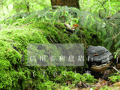 信用卡利息招行計(jì)算(招行信用卡 費(fèi)率)