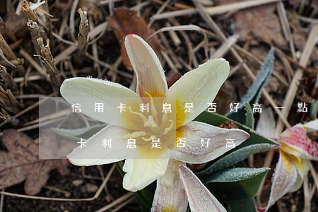 信用卡利息是否好高一點(diǎn)（信用卡利息是否好高）