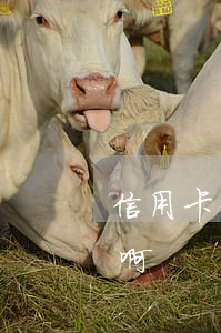 信用卡利息是多少钱啊（信用卡利息是多少钱啊）