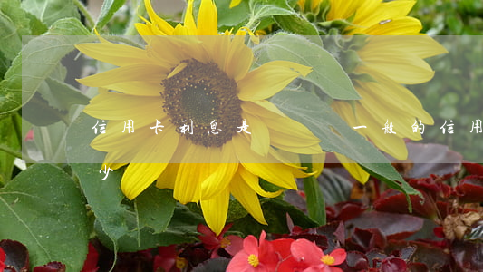 信用卡利息是幾個點(一般的信用卡利息是多少)