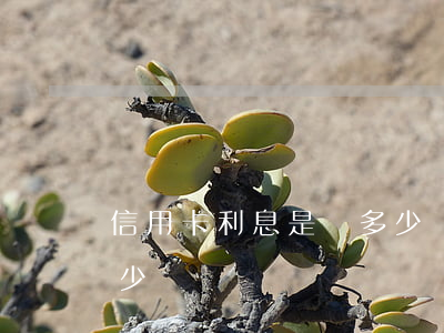 信用卡利息是萬多少(銀行的信用卡利息是多少)