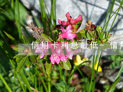 信用卡利息最低-信用卡利息高嗎