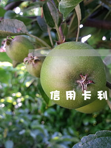 信用卡利息最多翻几倍(信用用卡利息)