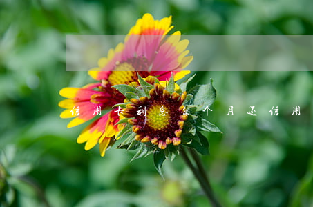 信用卡利息每个月还(信用卡利息每个月还)