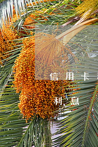 信用卡利息為什么太高-為什么信用卡透支利息