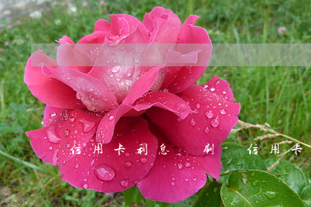 信用卡利息盜刷-信用卡利息盜刷怎么處理
