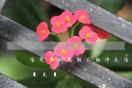 信用卡利息能不能停 欠信用卡的錢利息可以減免嗎
