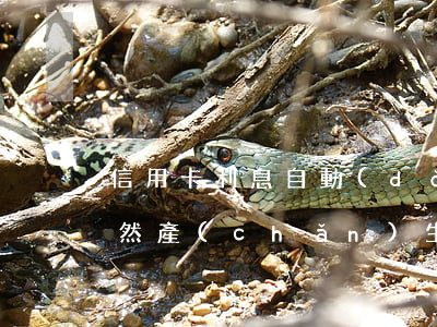 信用卡利息自動(dòng)停了(信用卡 突然產(chǎn)生利息)