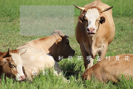信用卡利息花唄(支付寶花唄的利息和信用卡的利息)