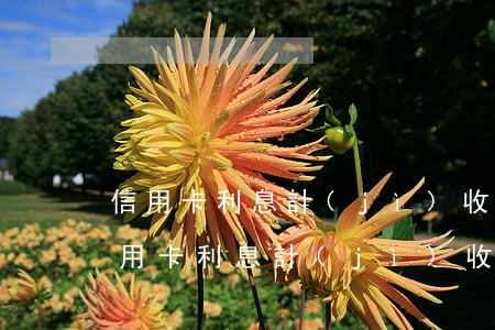 信用卡利息計(jì)收規(guī)則(信用卡利息計(jì)收規(guī)則)