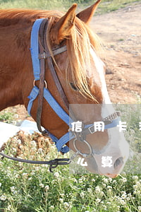 信用卡利息計算期限(信用卡利息計算期限怎么算)