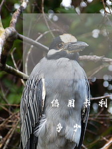 信用卡利息計算概念(信用卡利息計算概念是多少)