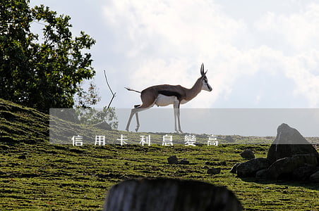 信用卡利息變高