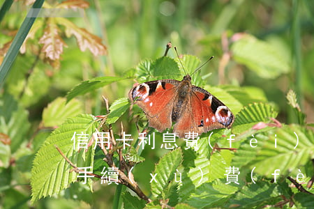 信用卡利息費(fèi)怎么收(信用卡 利息 手續(xù)費(fèi))