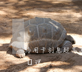 信用卡利息超高怎么辦(信用卡利息超高怎么辦理)