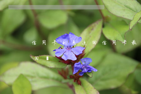 信用卡利息追回(信用卡最低還款利息可以追回嗎)