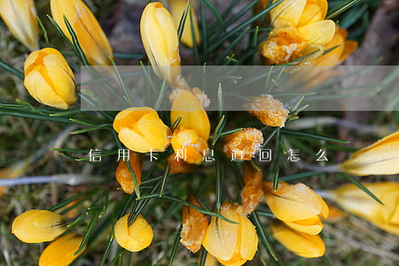 信用卡利息追回怎么辦