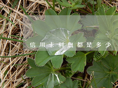 信用卡利息都是多少