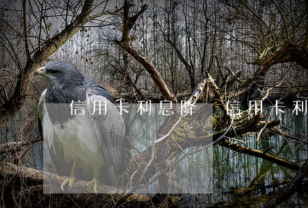 信用卡利息降額(信用卡利息降額了怎么辦)
