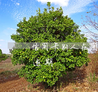 信用卡别人在用逾期怎么办（信用卡别人在用逾期）