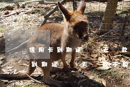 信用卡到期延遲幾天還款不算逾期-信用卡到期延遲幾天還款不算逾期嗎