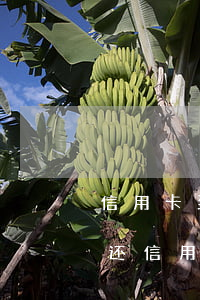 信用卡到还款日晚了一天算逾期吗(推迟一天还信用卡算逾期吗?)