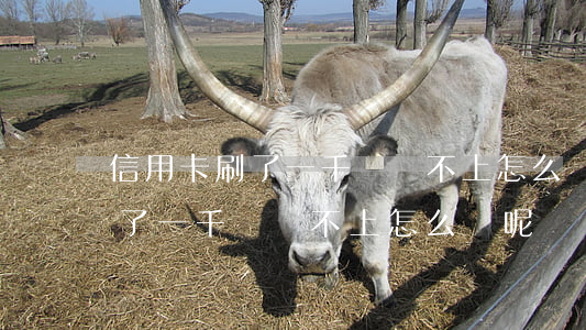 信用卡刷了一千萬還不上怎么辦-信用卡刷了一千萬還不上怎么辦呢