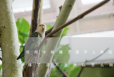 信用卡刷爆了還不上應該怎么辦-信用卡刷爆了還不上應該怎么辦呢