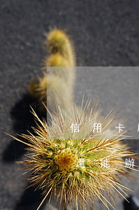 信用卡刷爆沒逾期還能再辦嗎(逾期了信用卡還能辦下來嗎)