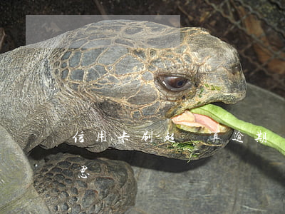 信用卡刷超額算逾期嗎(刷信用卡超額什么意思)