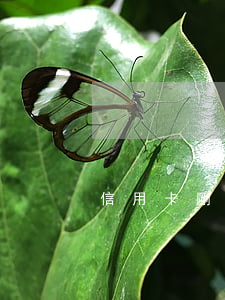 信用卡剛逾期名下車可以賣嗎