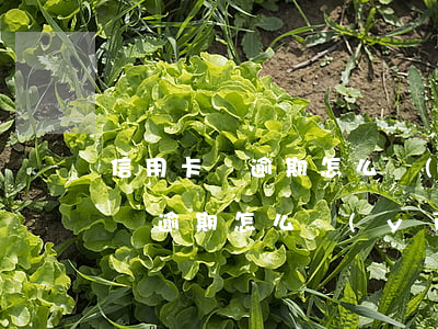 信用卡剛逾期怎么應(yīng)對(信用卡剛逾期怎么應(yīng)對)