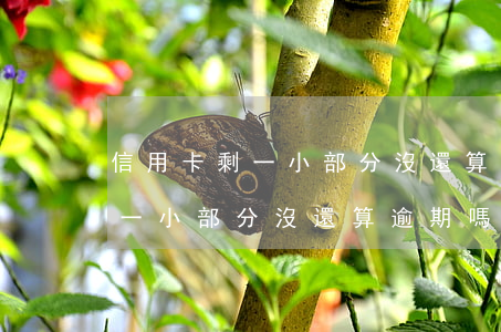 信用卡剩一小部分沒還算逾期嗎-信用卡剩一小部分沒還算逾期嗎怎么辦