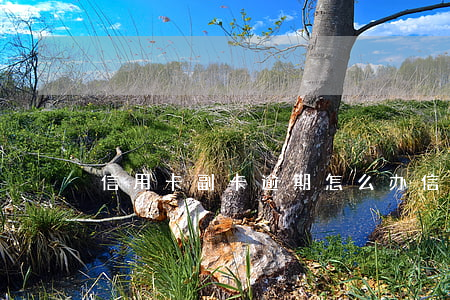 信用卡副卡逾期怎么办（信用卡 副卡 逾期）