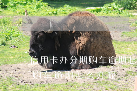 信用卡办分期购车逾期怎么办(信用卡办分期购车逾期怎么办呢)